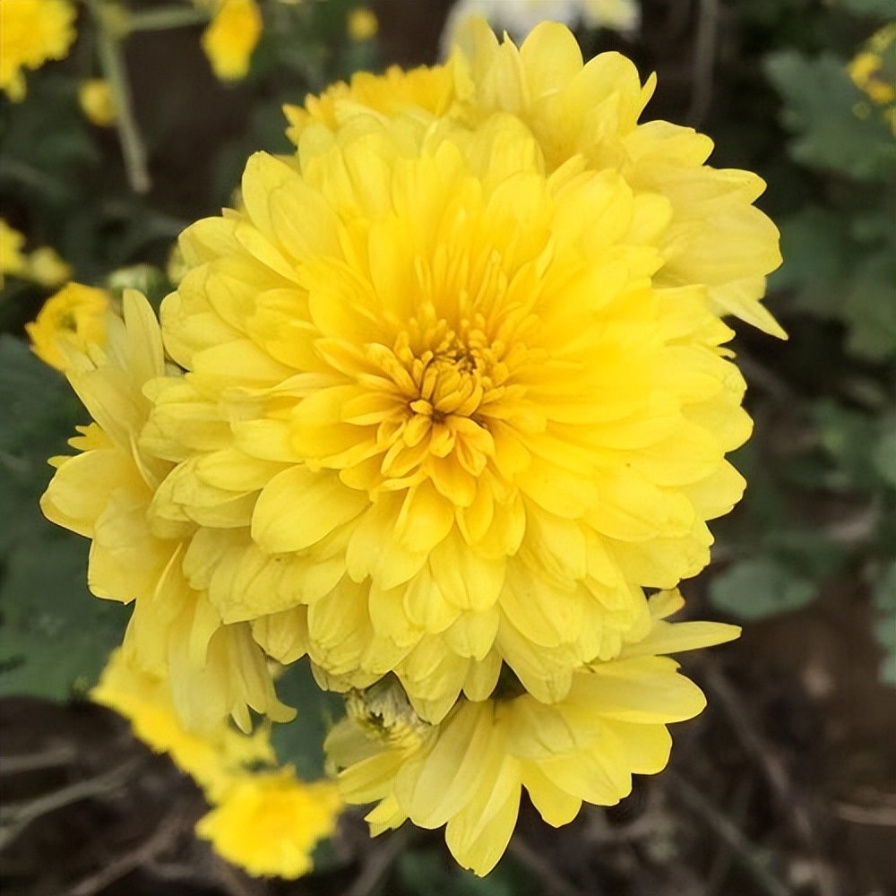 上了年纪要忌菊花茶？建议：牢记“2喝2不喝”，浑身舒爽精神好