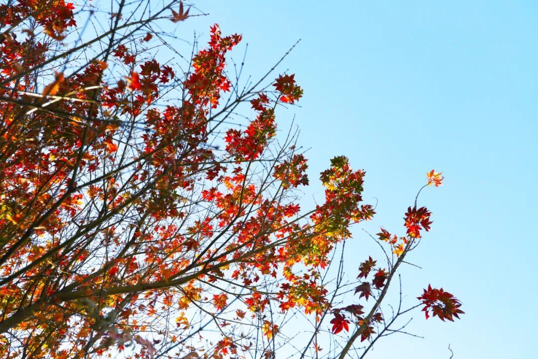太湖西山岛冬季旅游攻略,苏州太湖西山岛有什么玩的