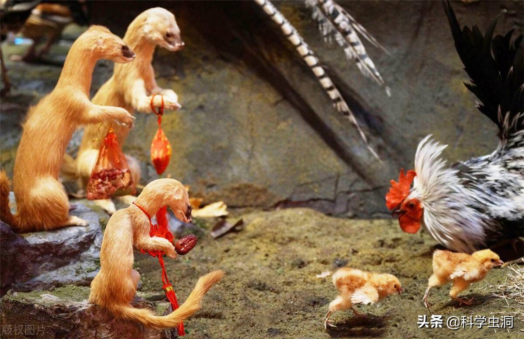 黄鼠狼讨封成精后怎么处理,黄鼠狼成精的真实现象