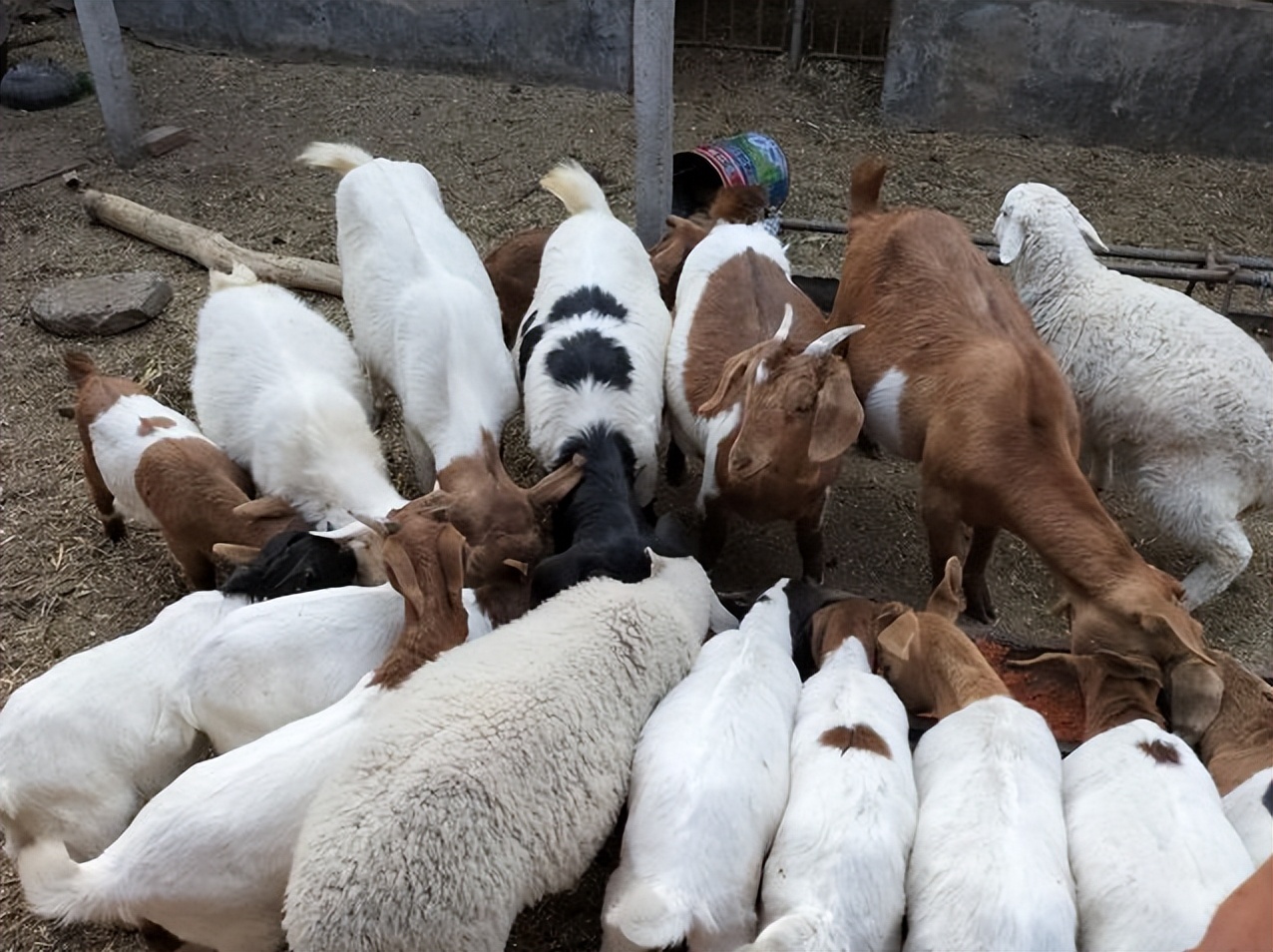 纤维素酶在农业上的应用图片,纤维素酶在膨化食品中应用