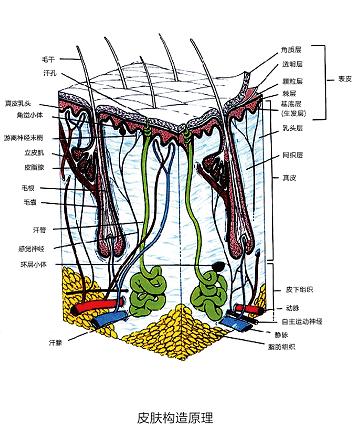 bel教程,半永久纹绣最新技术