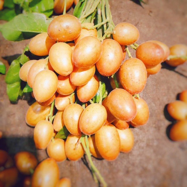 黄皮果什么季节吃,黄皮水果有哪些