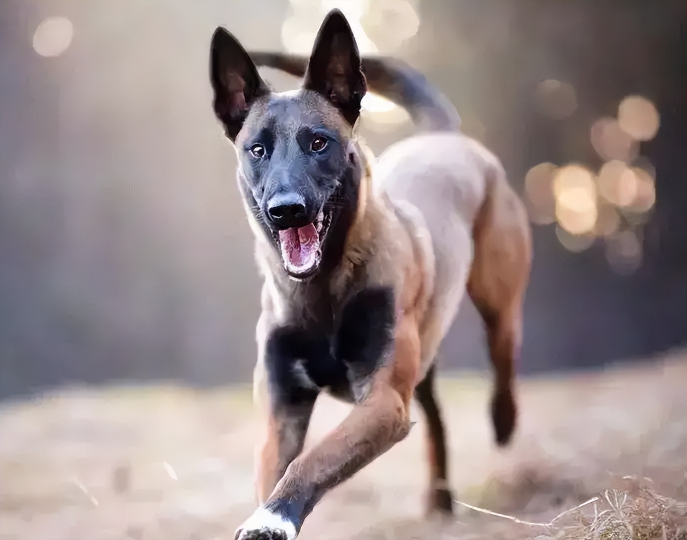 普通家庭不建议养这几种狗,不管养什么狗都要记住这7条忠告