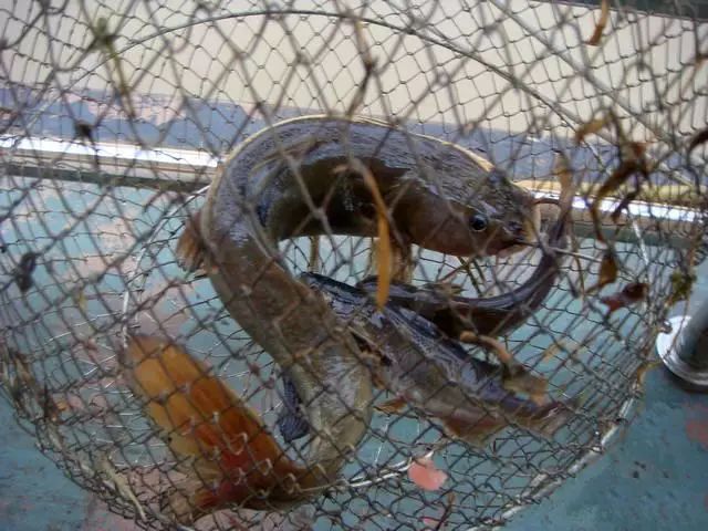 石扁头鱼的烹饪方法,石扁头鱼价格及图片