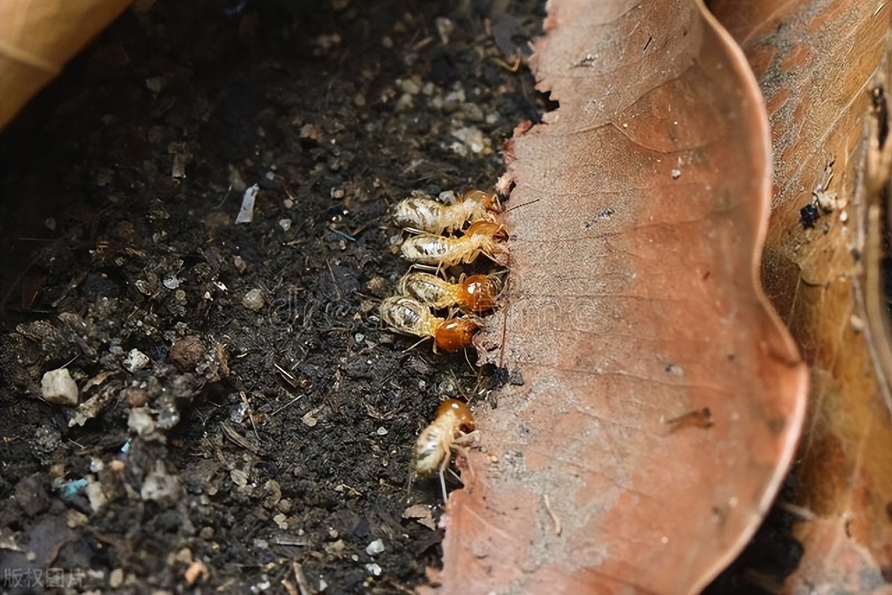 家里为什么会有白蚁？白蚁进入家里的主要原因