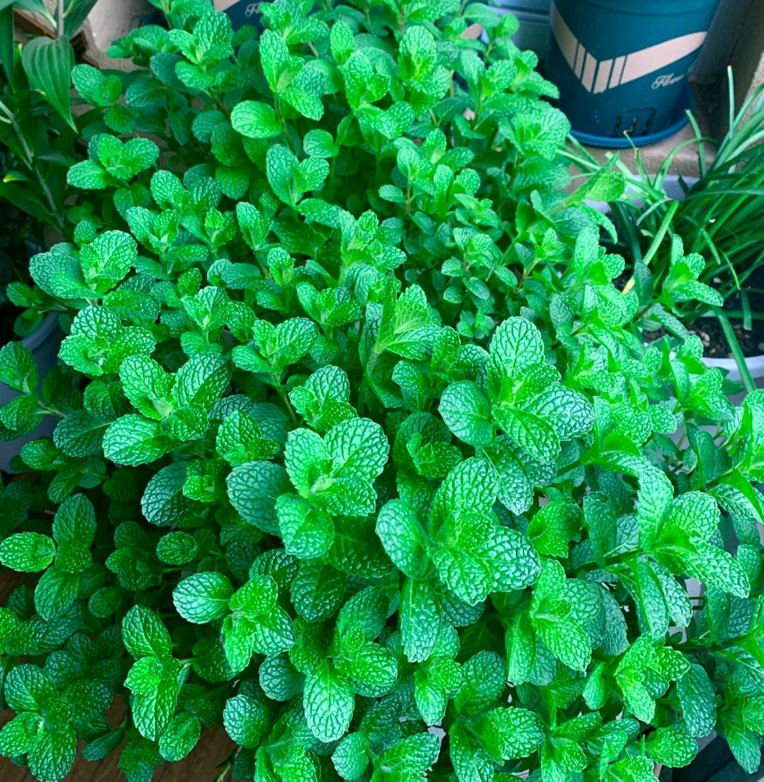 阳台上可以种什么蔬果,阳台上适合种的蔬果