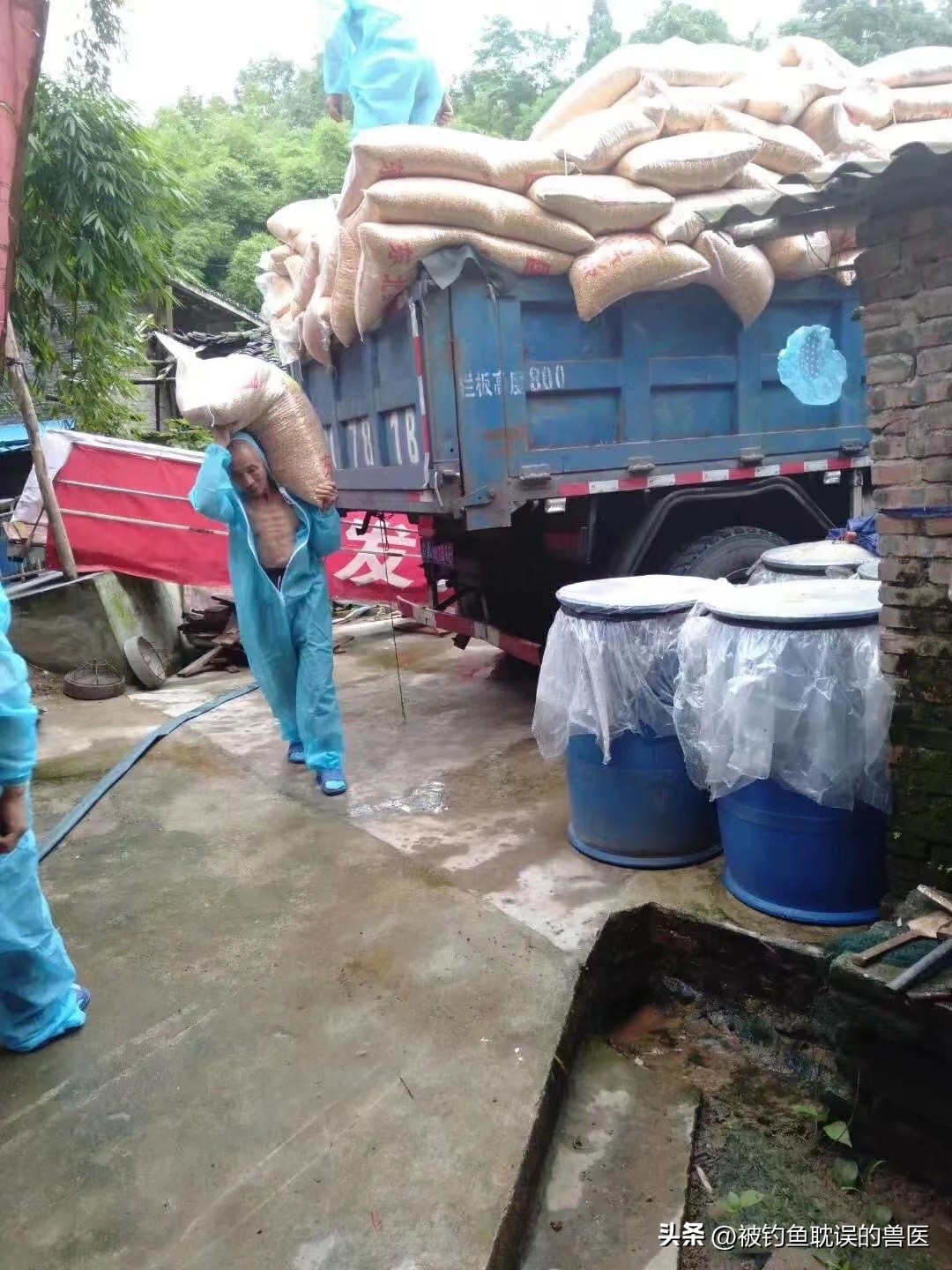 低成本高效益的养猪法,低成本发展养殖业