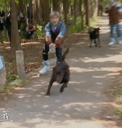 遛狗真的有必要吗？不遛狗会有这6个后果，你怕是承受不起！