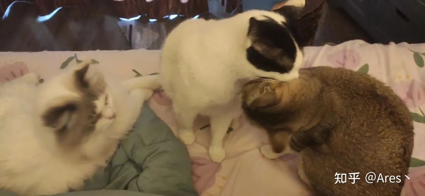 unipal猫砂盆怎么用,petsafe自动猫砂盆测评