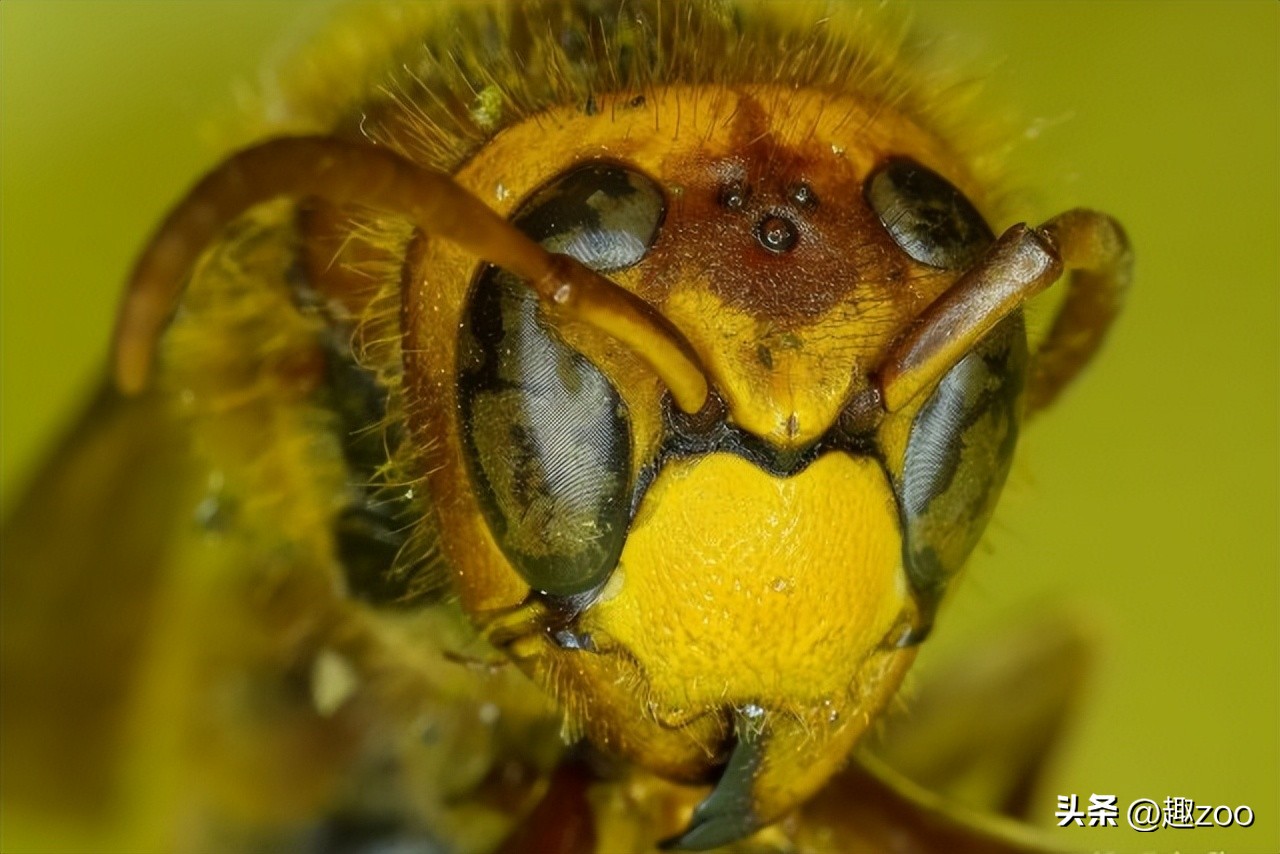 世界上最危险的蜂类,世界上最毒的蜂排名