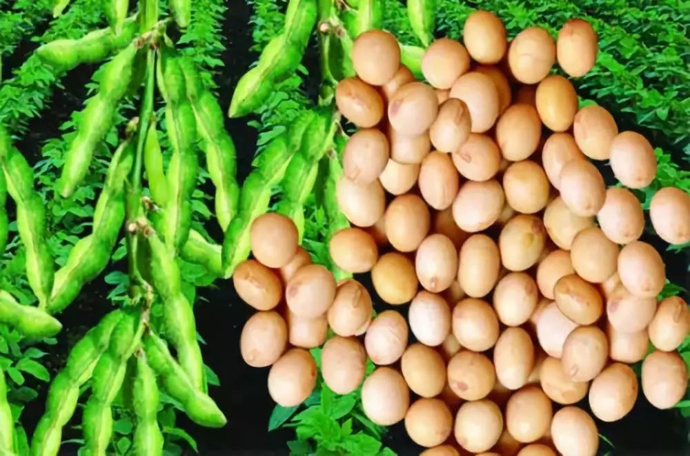 大豆病害最佳防治方法,大豆常见的病害图