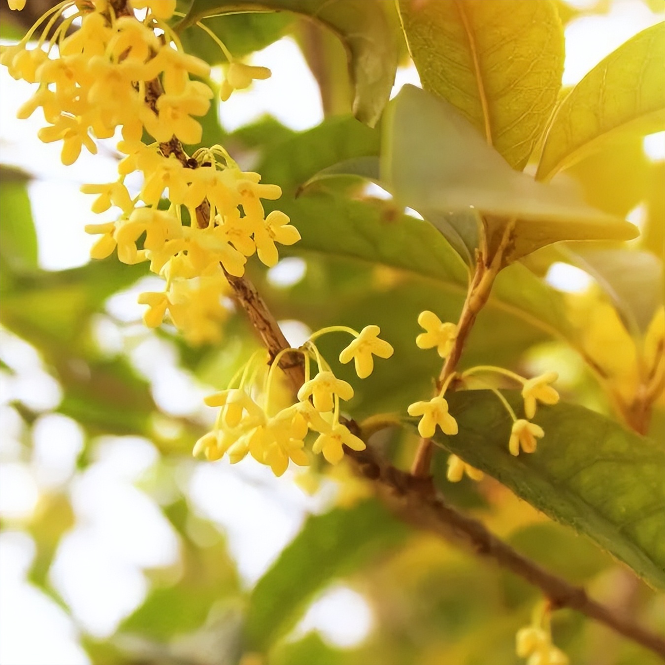 金秋送爽喜迎八方学子丹桂飘香,金秋时分迎双节丹桂飘香结良缘