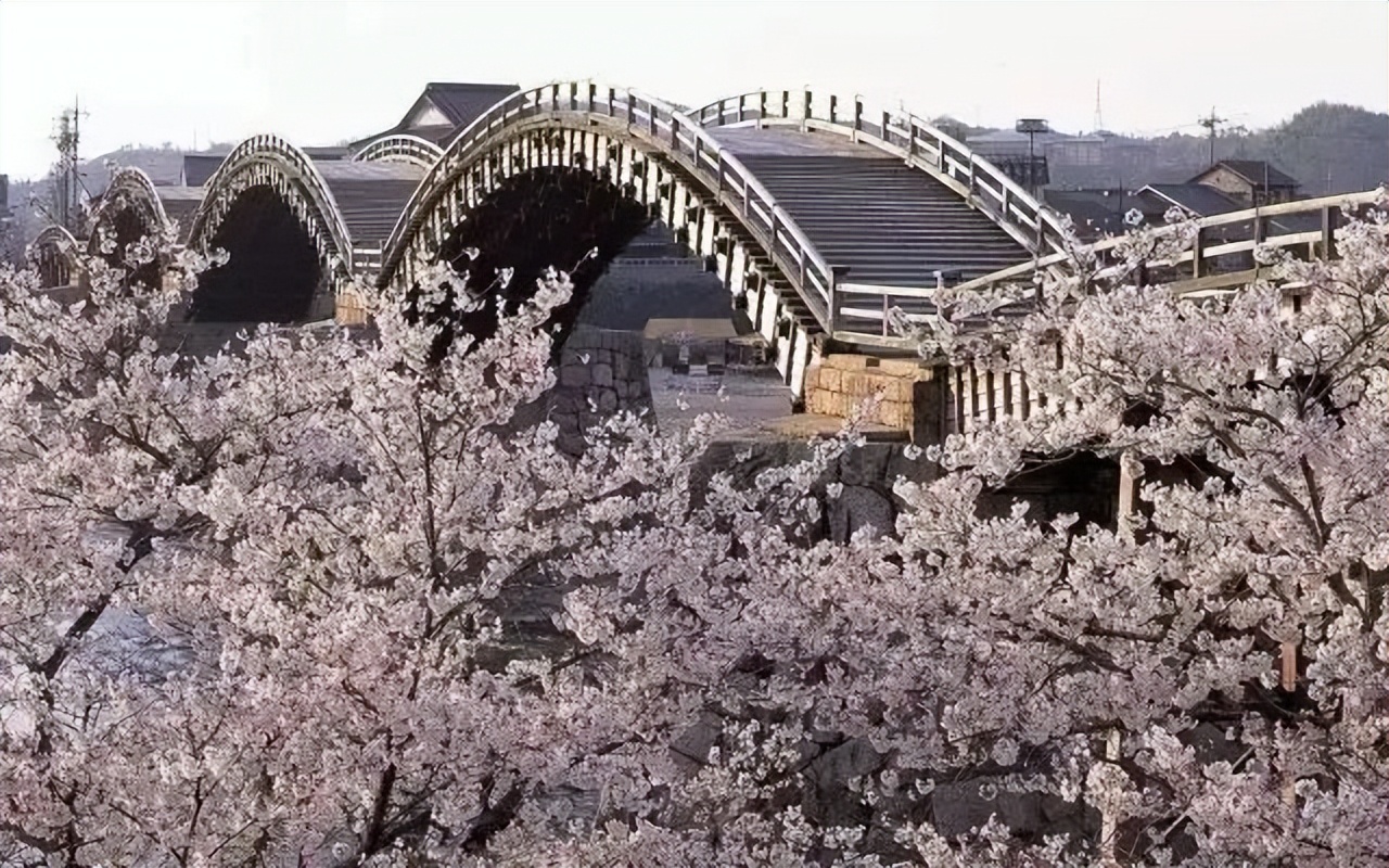 2023日本樱花什么时候开花,2023年日本樱花开放预测