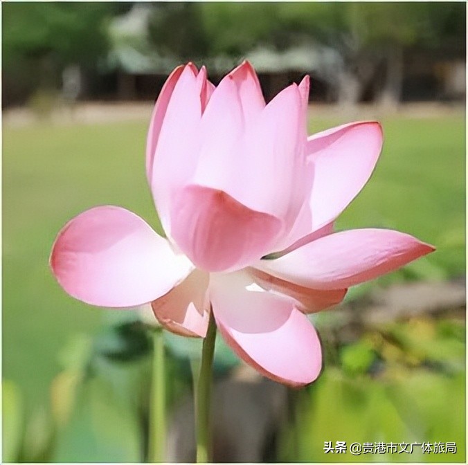 千年荷城贵港,一城夏天歌曲原唱