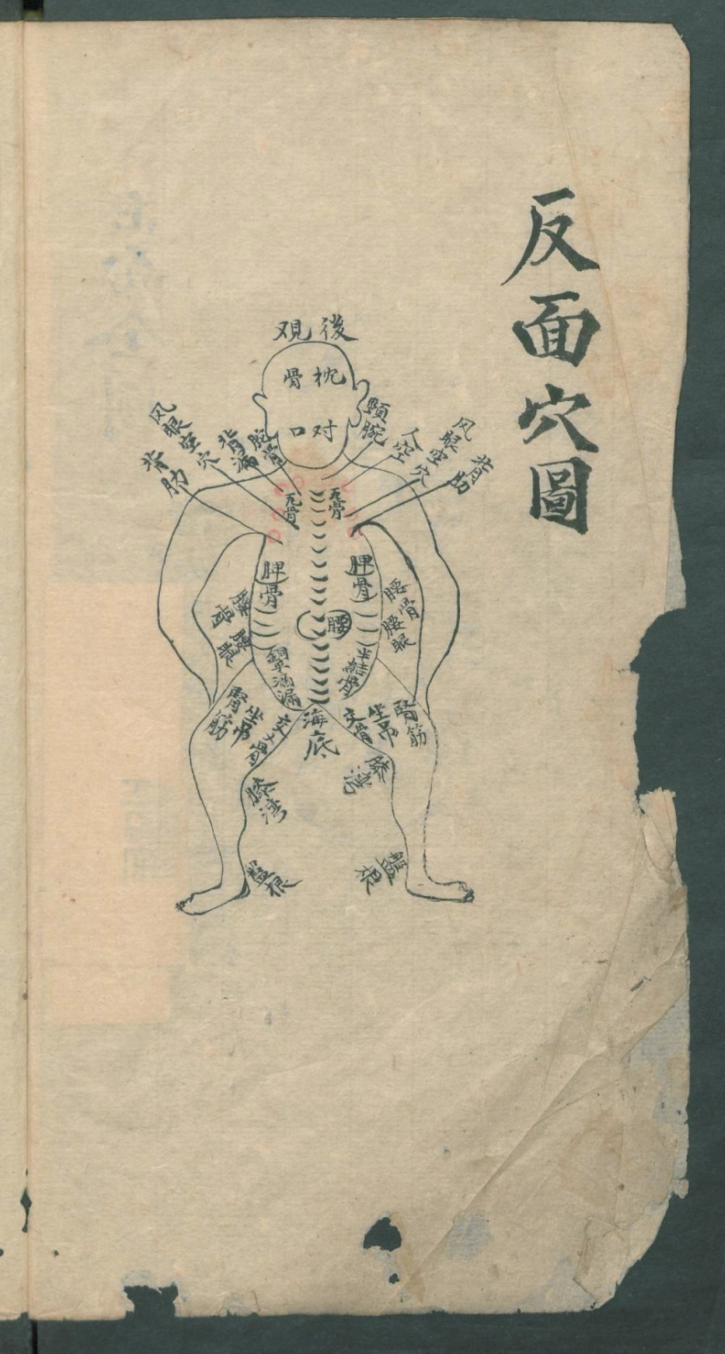 秘传跌打秘方,秘传跌打药方