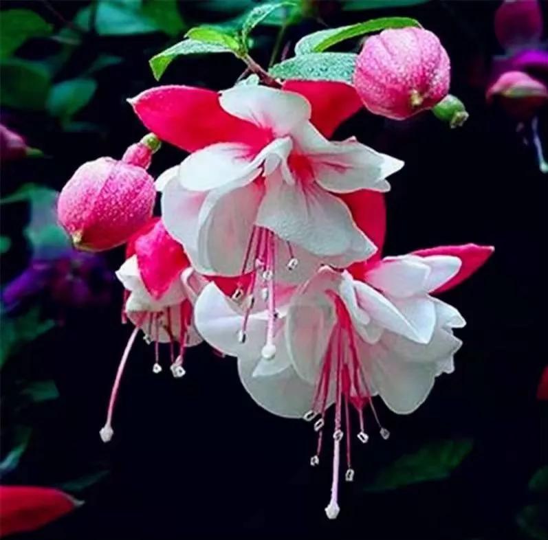 美丽的花倒挂金钟,美丽的倒挂金钟花图片