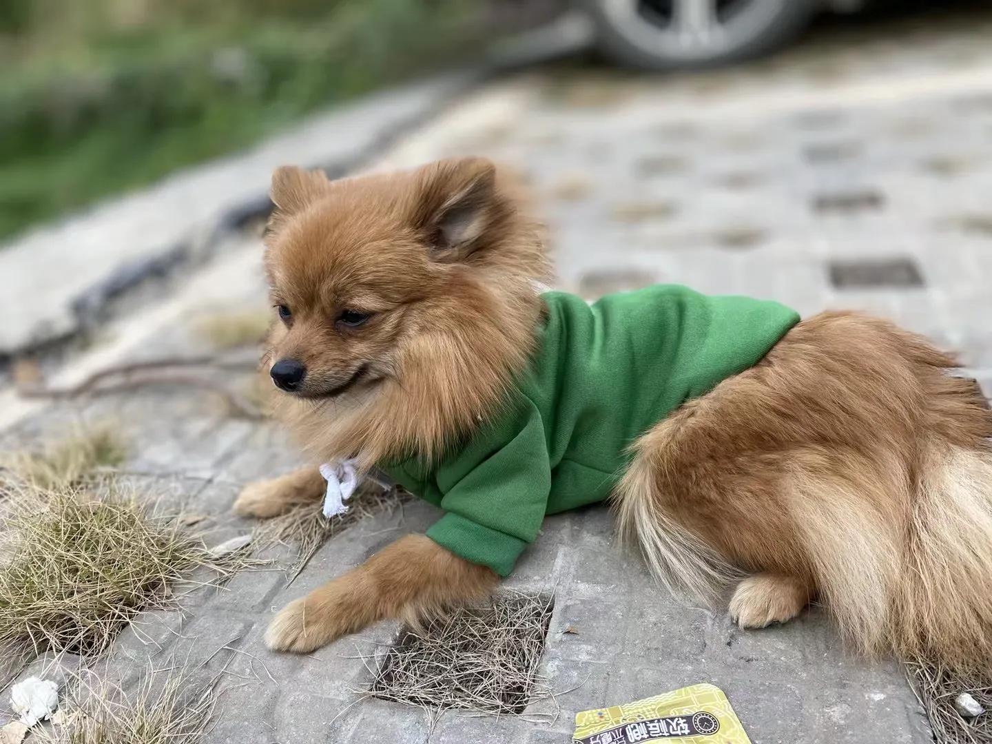 养狗小知识大全金毛,养狗小知识大全泰迪