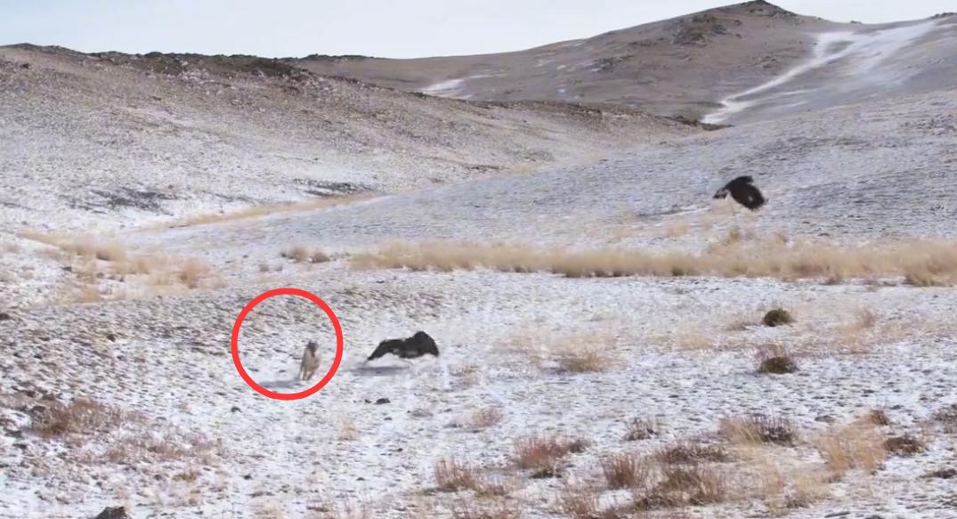 金雕击毙狼全过程,蒙古猎鹰捕狼视频