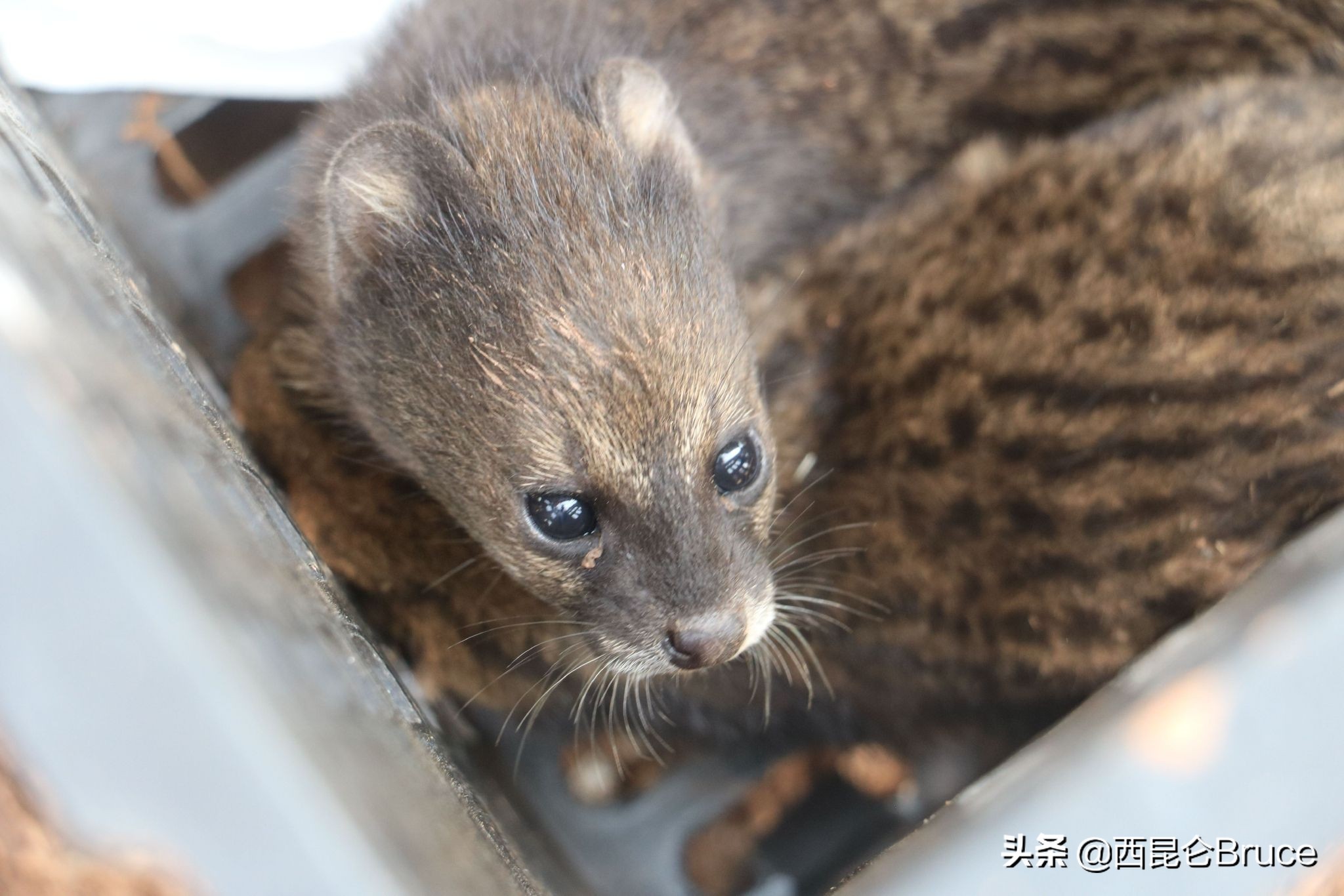 湖北神农架发现国家一级保护动物,宜昌出现国家一级保护动物猫