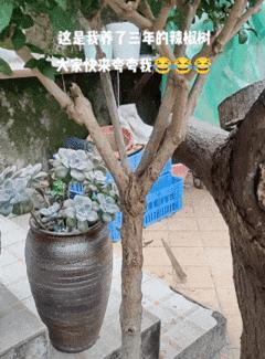 颠覆三观的物种,颠覆三观的蔬菜种植