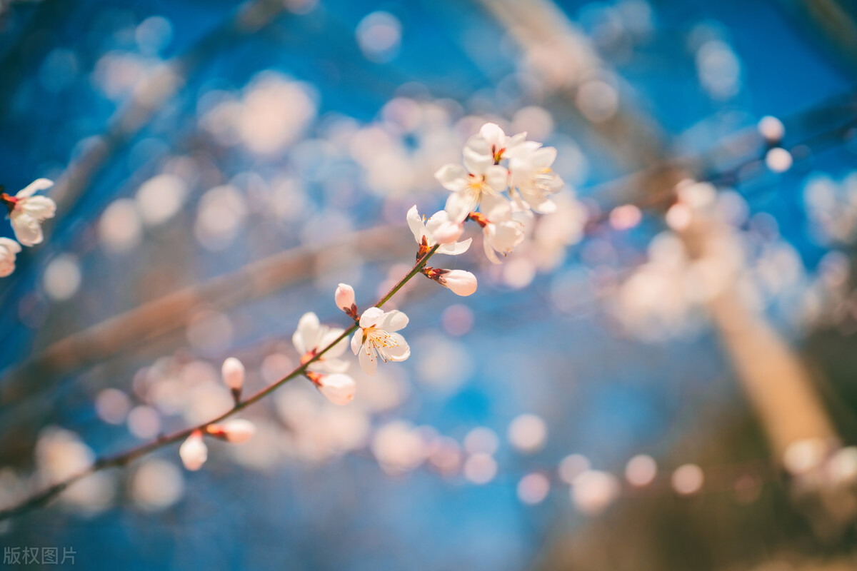 一首经典的写春天的古诗词,关于春天的古诗词有多少首