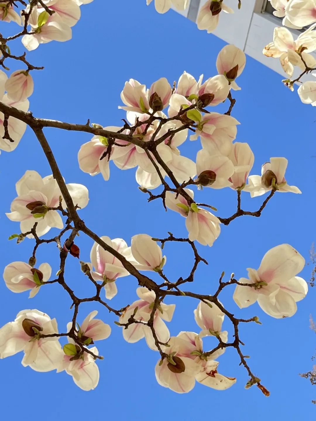 【美哉第一山】携一缕春风，把校园美景与你分享