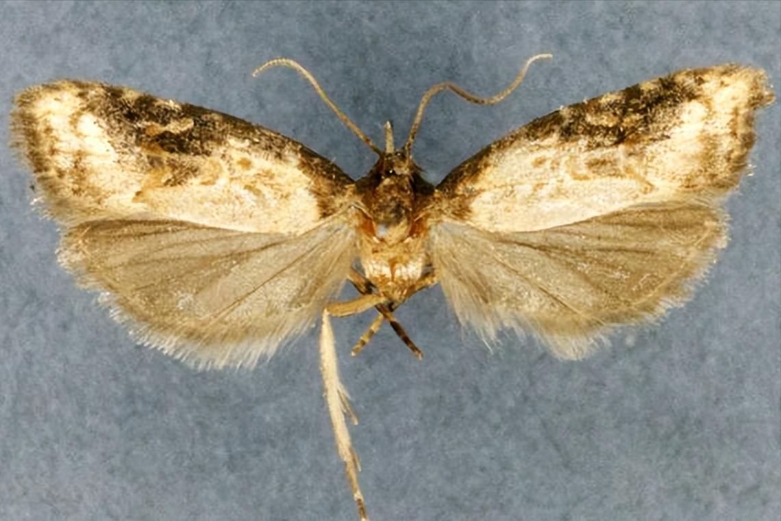 在水果里的虫子,水果套袋子能否防鸟虫