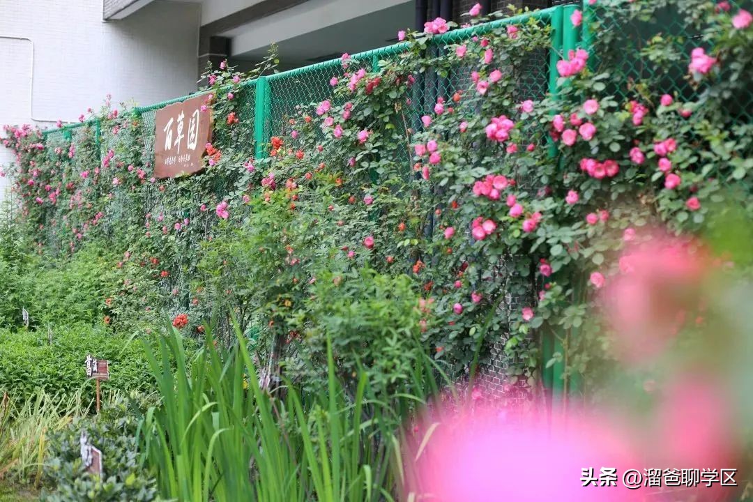 草堂子美,草堂子美怎么样