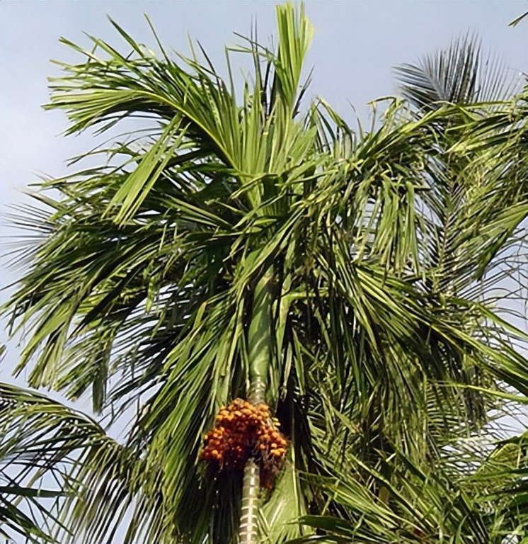 槟榔为什么可以合法种植,槟榔被哪些国家严禁种植了