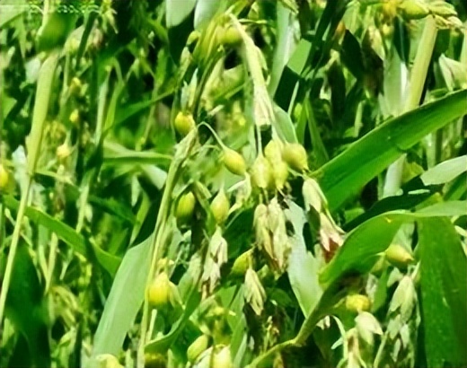 马博士中医养生,马博士养生视频