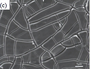 中北大学赵宇宏教授团队:石墨烯纳米片/AZ91D镁基复合材料腐蚀行为研究