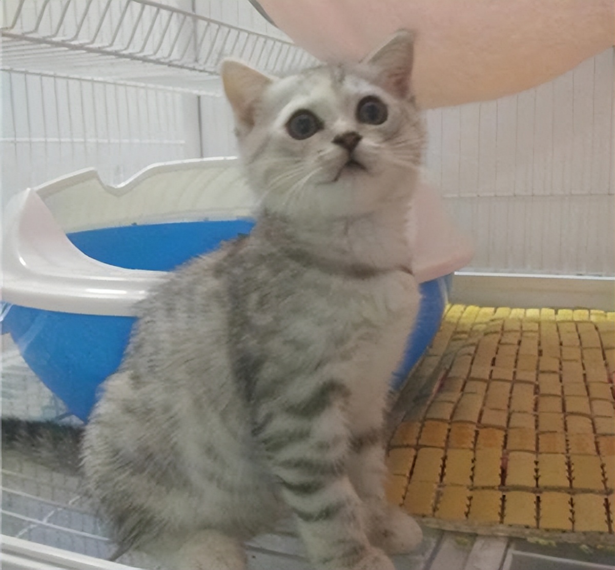 飞跃尴尬期，银渐层才能到达颜值巅峰！吃点啥能发腮呢？