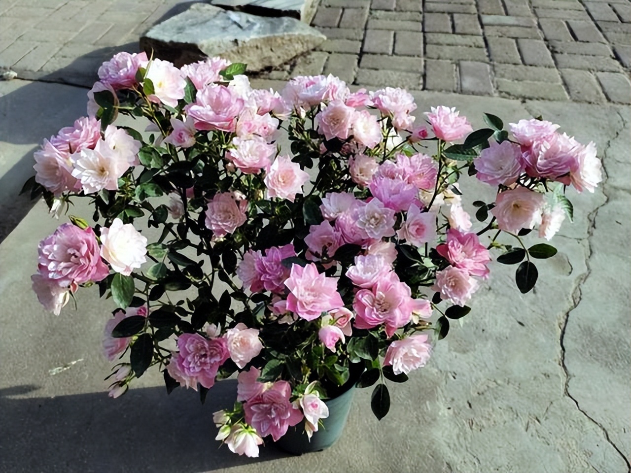 花多多2号浇花的比例,花多多1号浇花多久见效