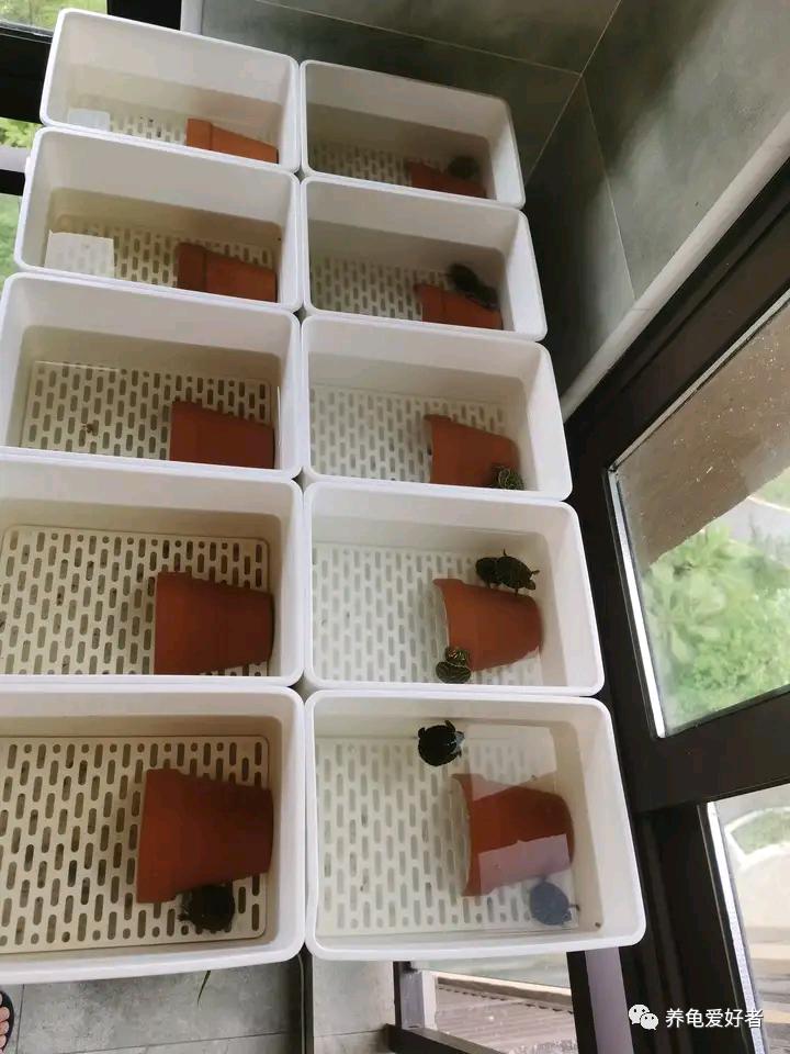 为什么要用小盒子养龟,小盒子养龟