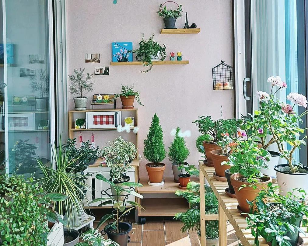 家居必备的几款高颜值中大型绿植,40款超治愈的家居绿植