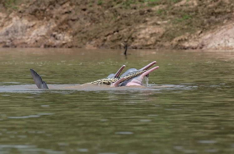 河豚和蛇打架,蟒蛇和河豚
