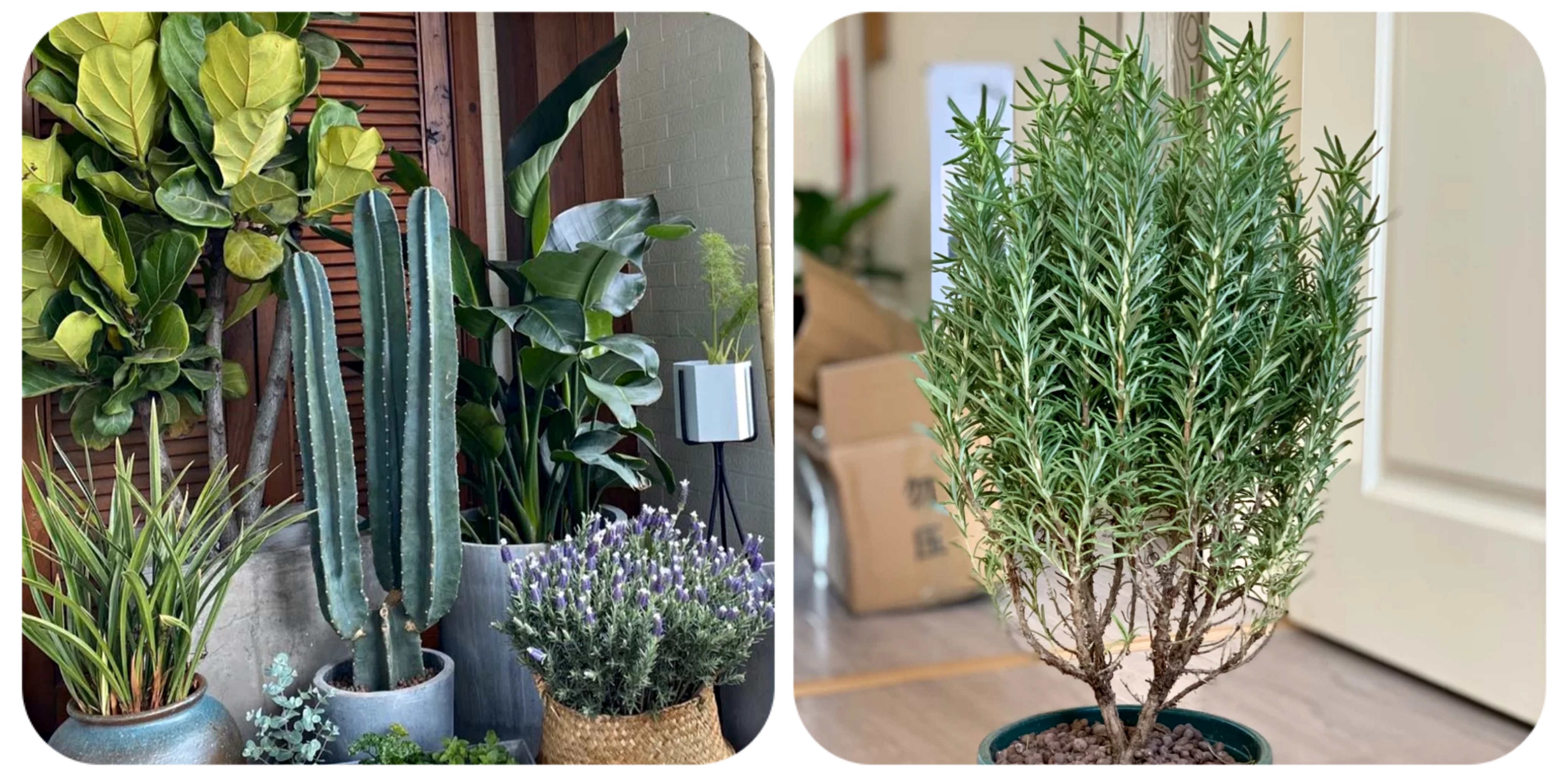 100个阳台养什么花好,100种阳台养的花草