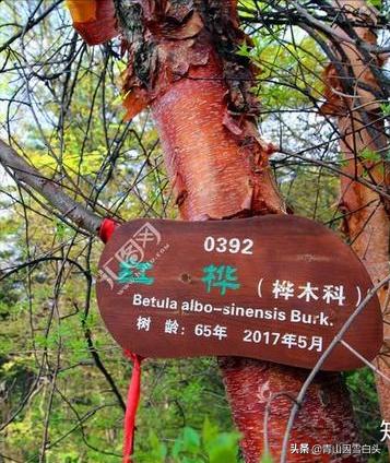 林地种植什么树种好且赚钱多,荒山种什么树收益最快