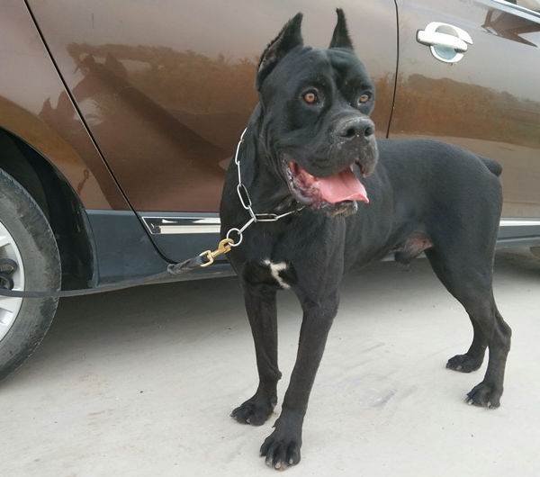 小女孩被恶犬咬原视频,被恶犬咬伤7岁女童状态平稳