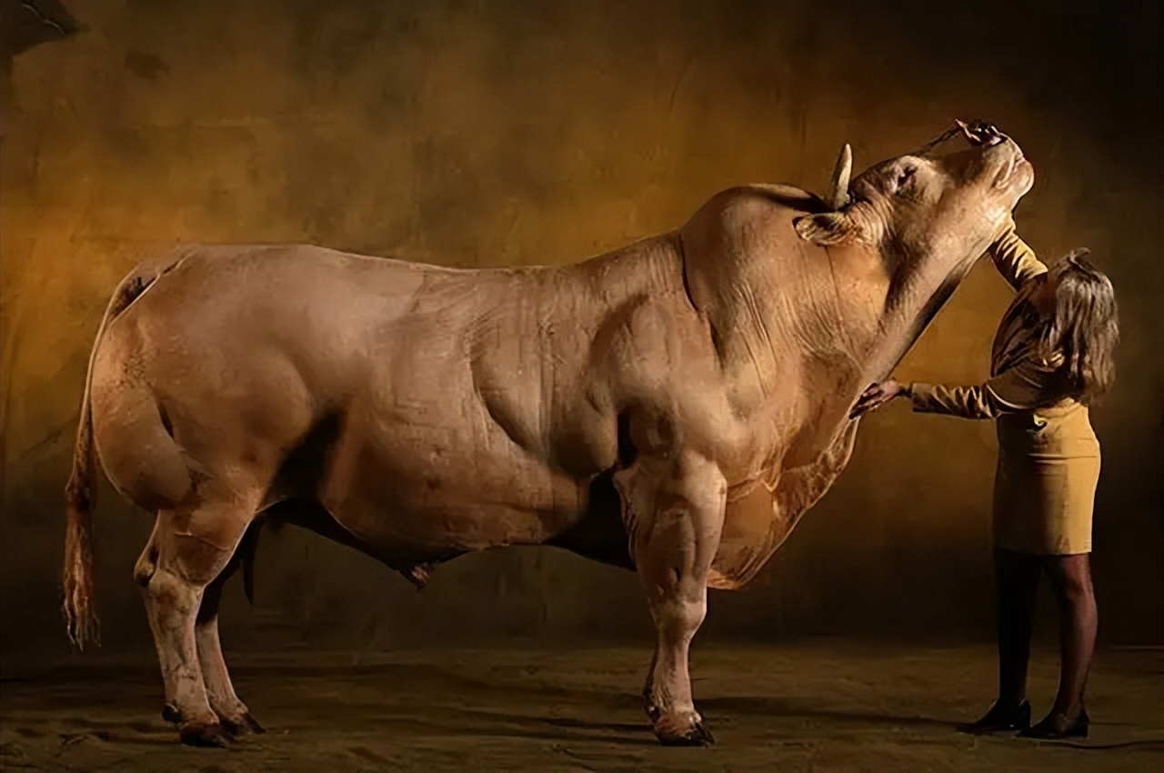 瘦牛催肥最快方法尿素能喂牛吗,喂牛的尿素是肥料的尿素吗