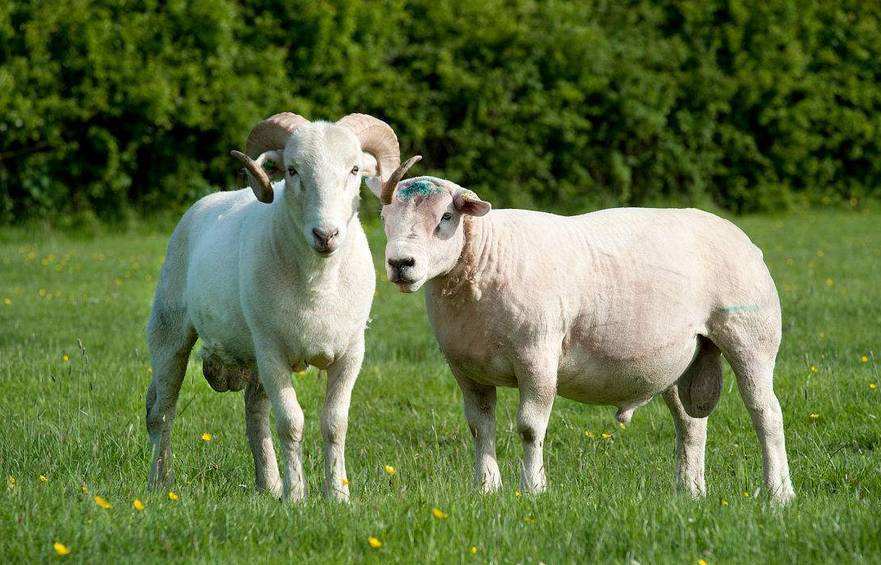 羊喂盐的正确方法几天喂一次合适,盐喂羊最佳配方