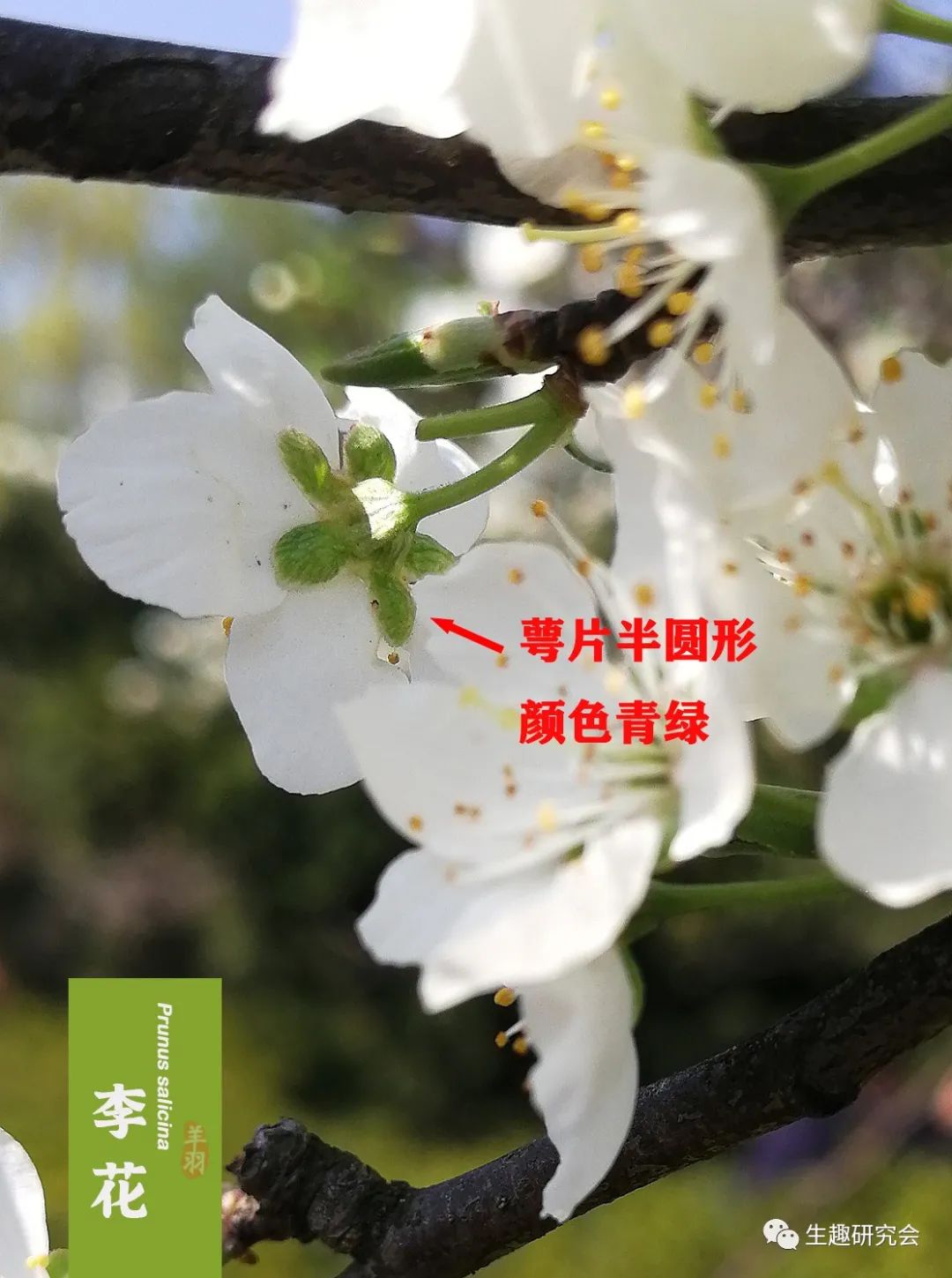 九种春花辨别,常见春花极简识别法