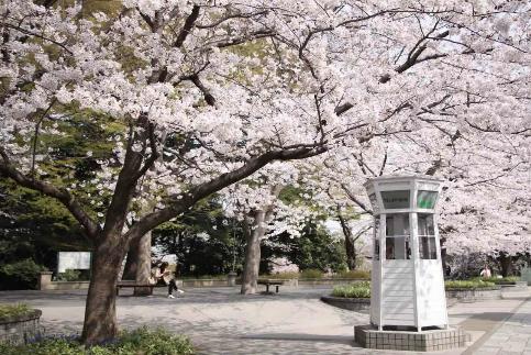 日本入境政策再次放宽，爱彼迎发布春季热门赏樱榜