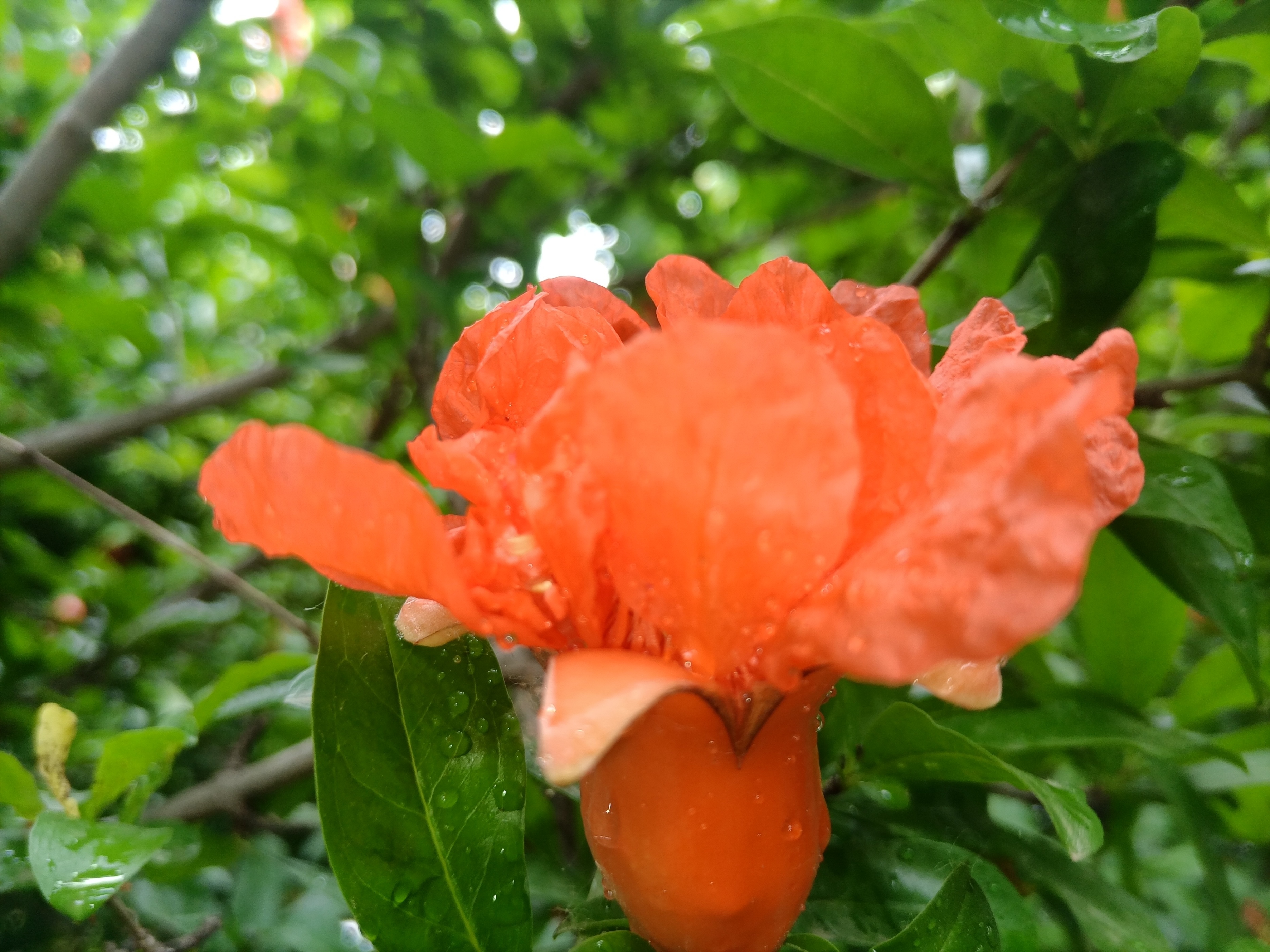 五月石榴花开的唯美诗句,关于石榴花的美文和诗句