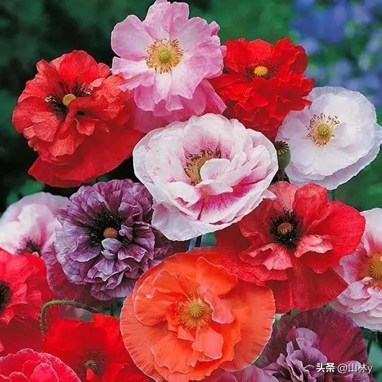 十大绝美花朵,绝美花朵视频