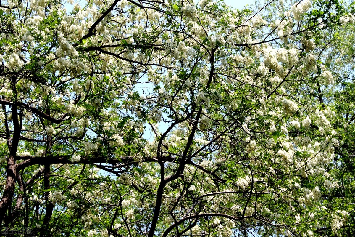 《中国大百科全书（第2版）》读书笔记03147-被子植物门