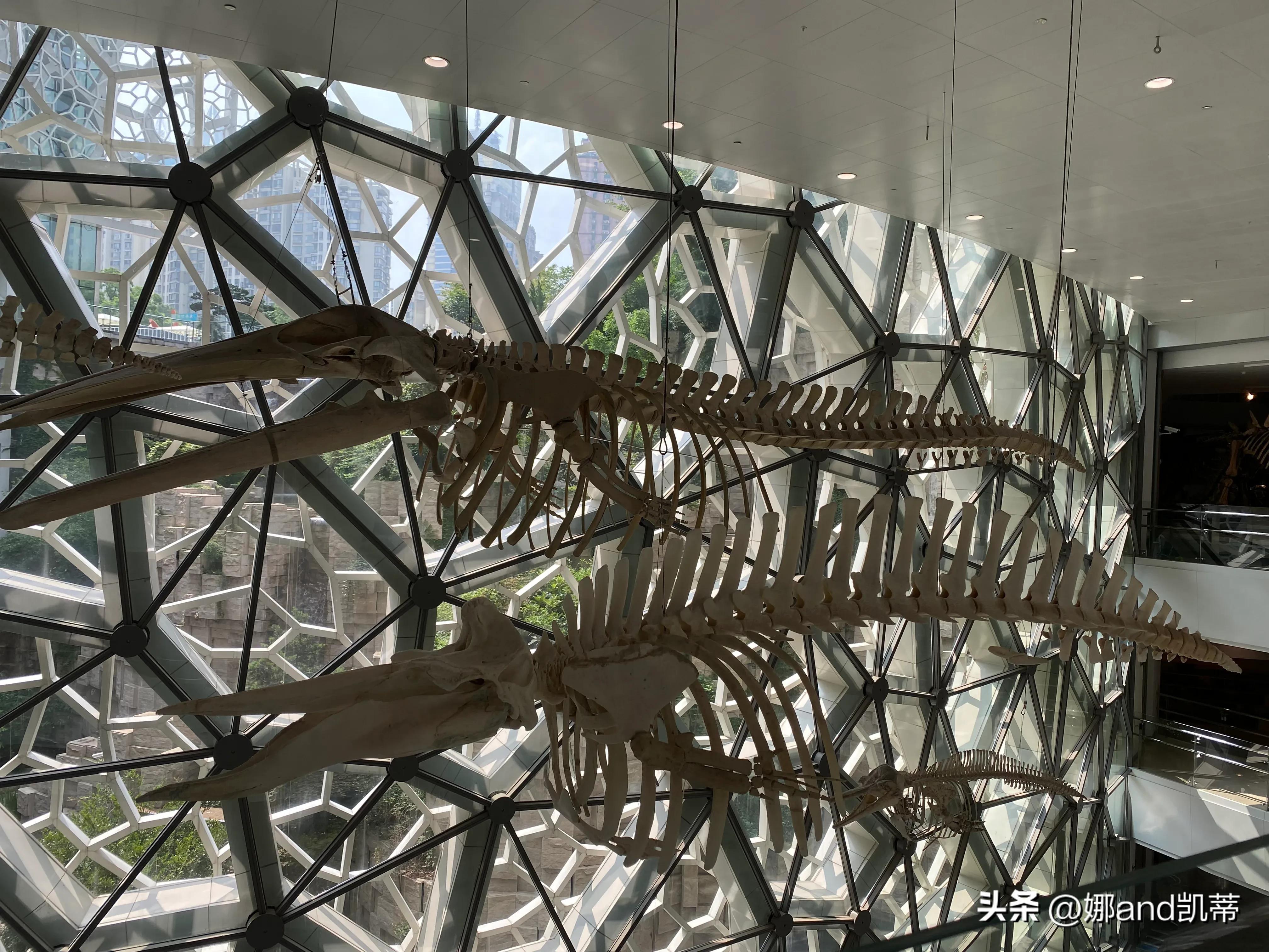 苏州高铁到上海自然博物馆攻略,最新苏州到上海自然博物馆怎么走