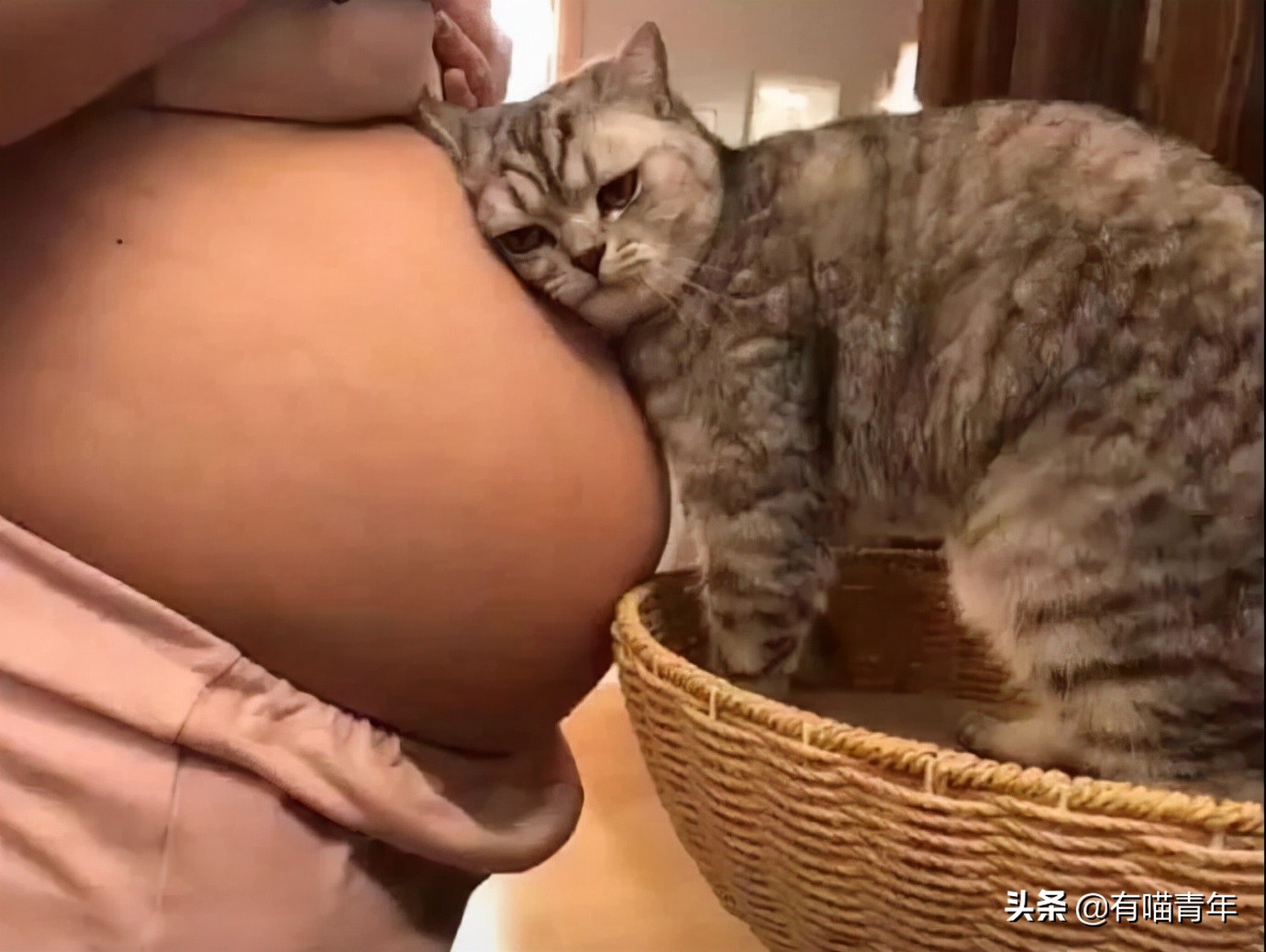 全世界唯一一只世界上最大的猫,世界上最小的体型最大的猫