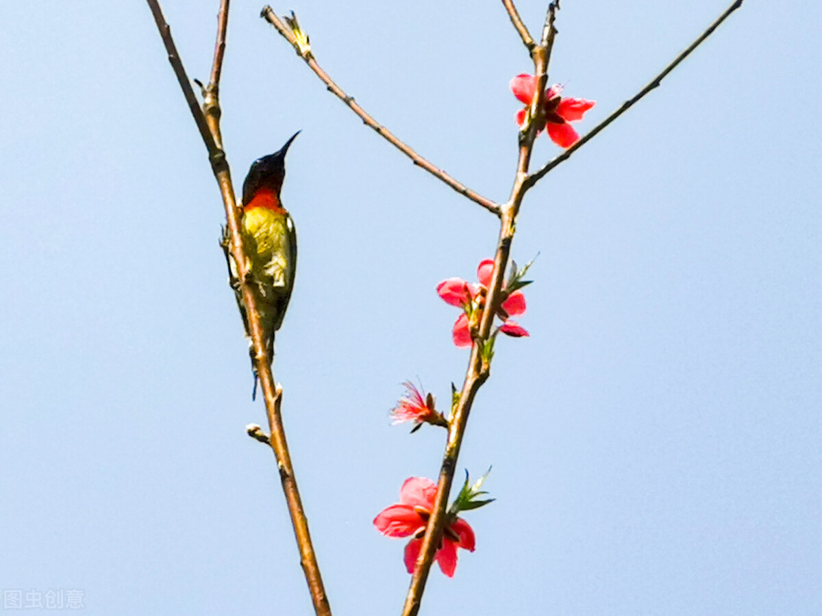 农历十二月中各月的代表花,十二个时辰对应的花