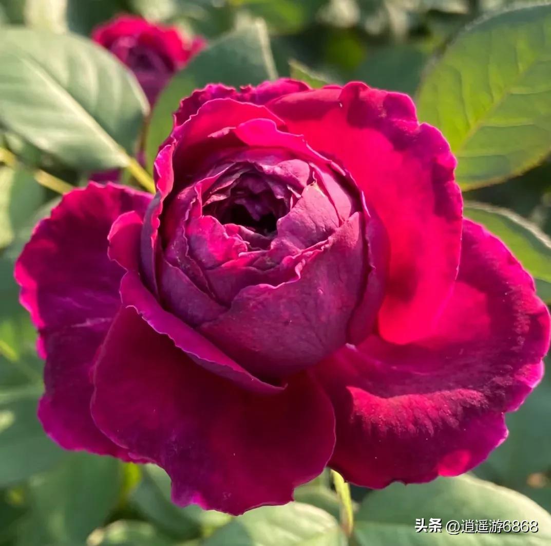 欧月皇宫深紫色月季花,月季花美图